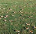 South Sudan’s 6 million antelopes threatened by poaching