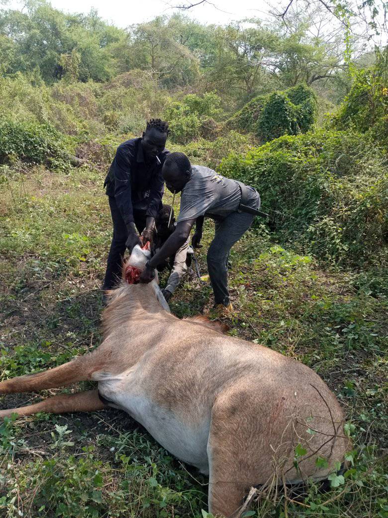 Wau wildlife authorities tailing poacher who killed seven female deer