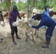 1,000 livestock vaccinated in Terekeka