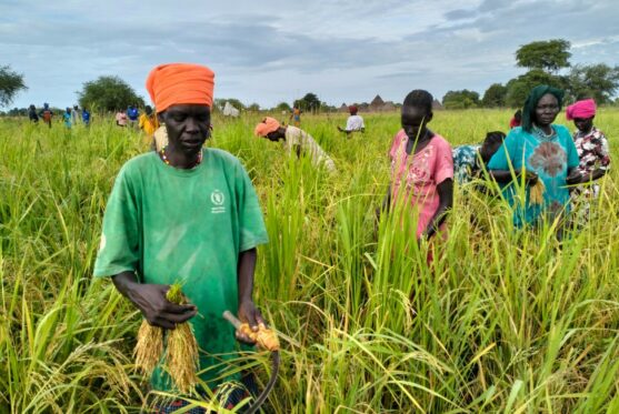 South Sudan produced one million tons of food in 2023 – FAO