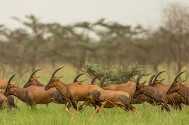 Wildlife at Lantoto Game Park|Courtesy 